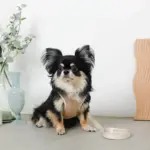 冷感メッシュハーネス+リードSET【名入れ刺繍対応】