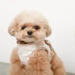 tomboniaコラボハーネス+リードSET【名入れ刺繍対応】