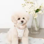 tomboniaコラボハーネス+リードSET【名入れ刺繍対応】