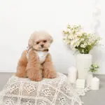 tomboniaコラボハーネス+リードSET【名入れ刺繍対応】