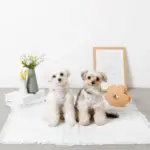 ぽこぽこハーネス+リードSET【名入れ刺繍対応】