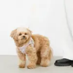 ぽこぽこハーネス+リードSET【名入れ刺繍対応】