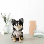 ぽこぽこハーネス+リードSET【名入れ刺繍対応】