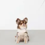 刺繍レースハーネス＋リードSET【名入れ刺繍対応】