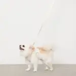 ぽこぽこチェックハーネス＋リードSET【名入れ刺繍対応】