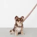 ギンガムチェックチェリーハーネス