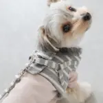 ボーダーリード