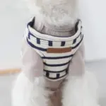 ボーダーリード