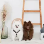 シンプルバイカラーハーネス