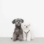 シンプルバイカラーハーネス