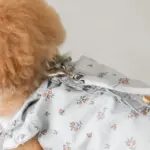 リングライトリード