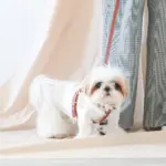 レザーハーネス　SMALL