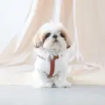 レザーハーネス　SMALL