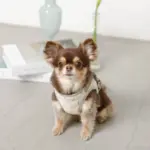 チューリップ柄ハーネス+リードSET【名入れ刺繍対応】【旧モデル】