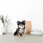 チューリップ柄ハーネス+リードSET【名入れ刺繍対応】【旧モデル】