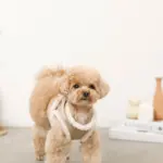 エコレザーボアMIXハーネス+リードSET【名入れ刺繍対応】【旧モデル】