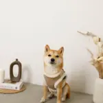 エコレザーボアMIXハーネス+リードSET【名入れ刺繍対応】【旧モデル】