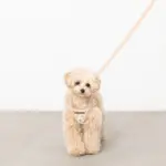 ナチュラルフラワーハーネス＋リードSET【名入れ刺繍対応】【旧モデル】