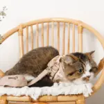 ナチュラルフラワーハーネス＋リードSET【名入れ刺繍対応】【旧モデル】