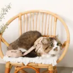 ナチュラルフラワーハーネス＋リードSET【名入れ刺繍対応】【旧モデル】