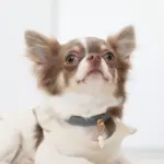 サークルチャームレザーカラー MEDIUM