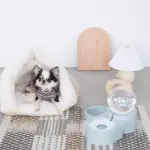 自動給水ペットフードボウル