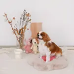 ハイスタンドフードボウル