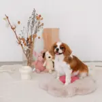 ハイスタンドフードボウル