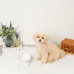 レース柄フードボウル