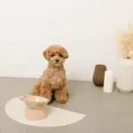 くまさんフードボウル