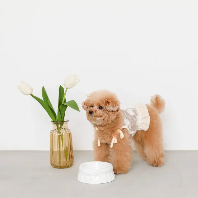 リボンファンシーフードボウル