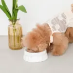 リボンファンシーフードボウル